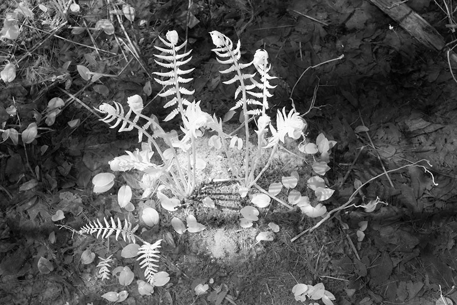 Infrared Photo of Fiddlehead Ferns in a Wetland